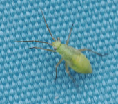 Stenotus-binotatus